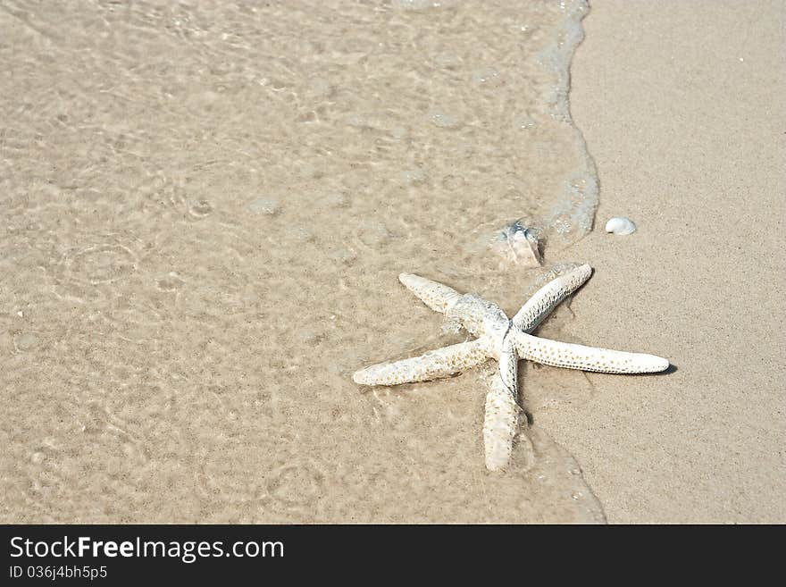 Water and starfish on smooth sand