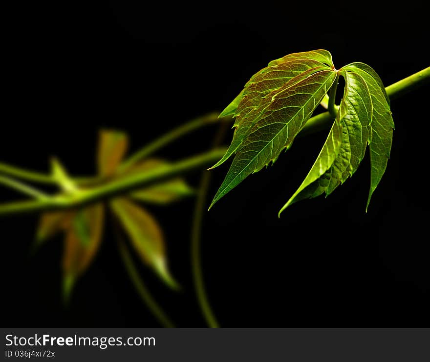 Detail of green wild vine leaf. Detail of green wild vine leaf