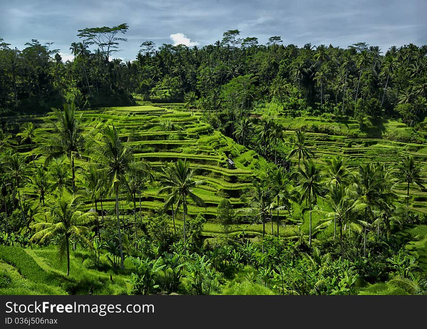 Rice Fields Terrace