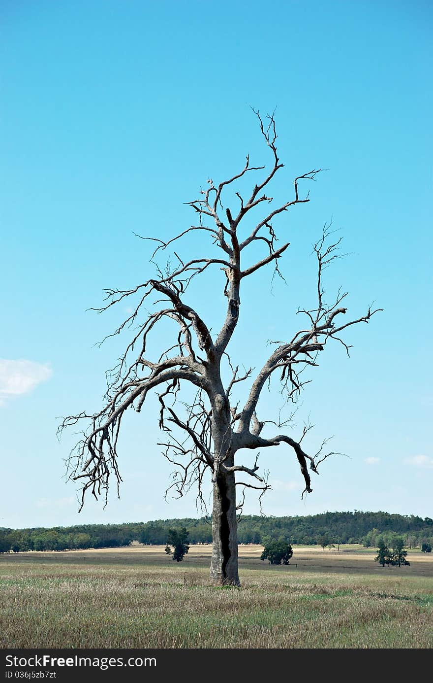 A dead eucalyptus tree in a paddock of stubble. A dead eucalyptus tree in a paddock of stubble