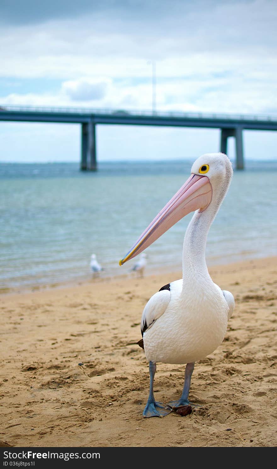 Pelican