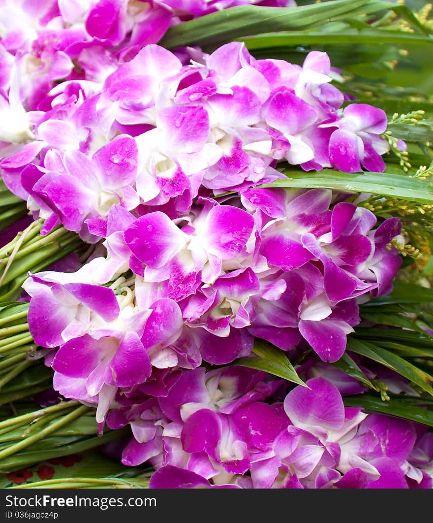 Asian violet orchids sells in local market,thailand