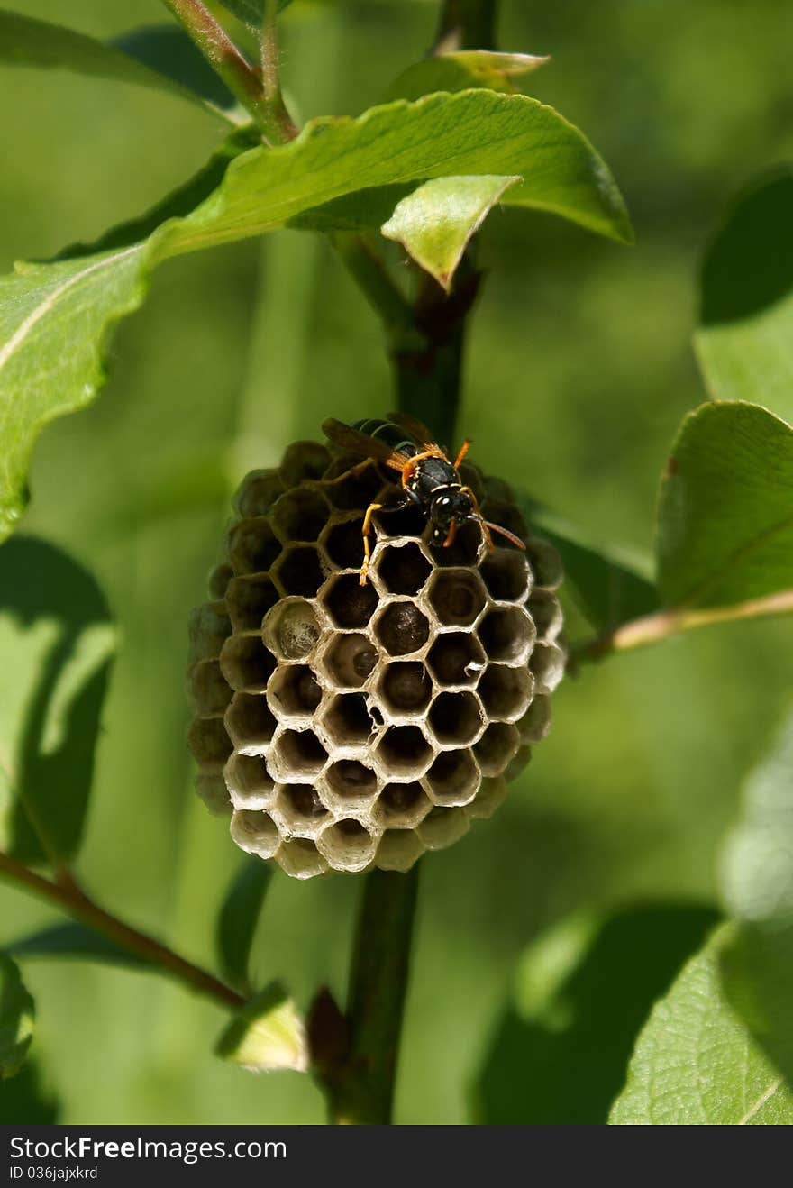 It is a part of dwelling of wasps - insects who harm apiaries. It is a part of dwelling of wasps - insects who harm apiaries.