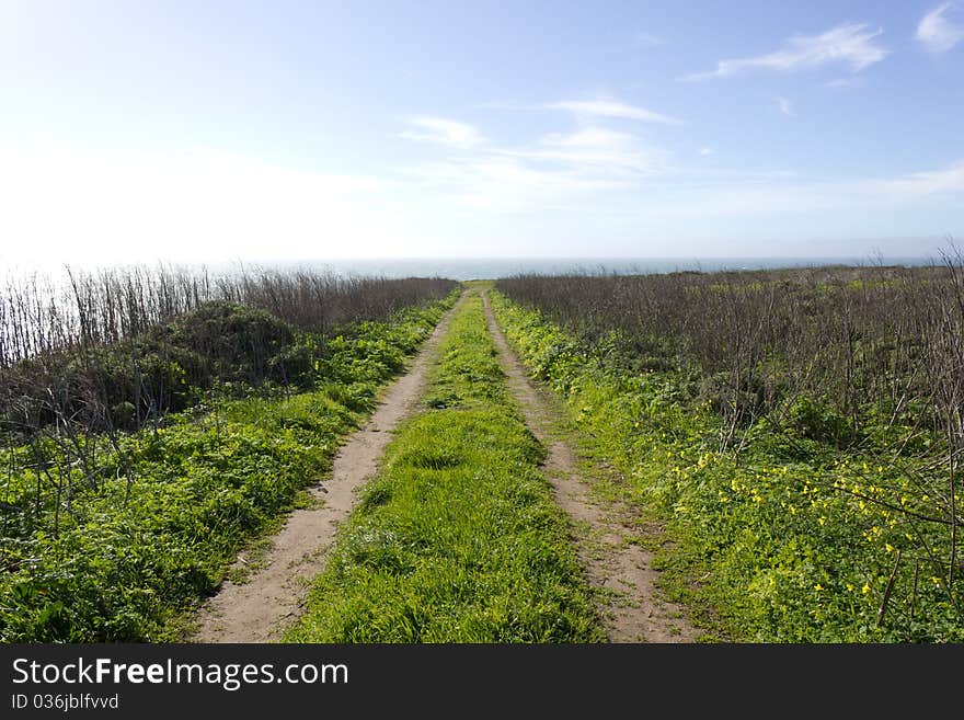 Grassy-Road