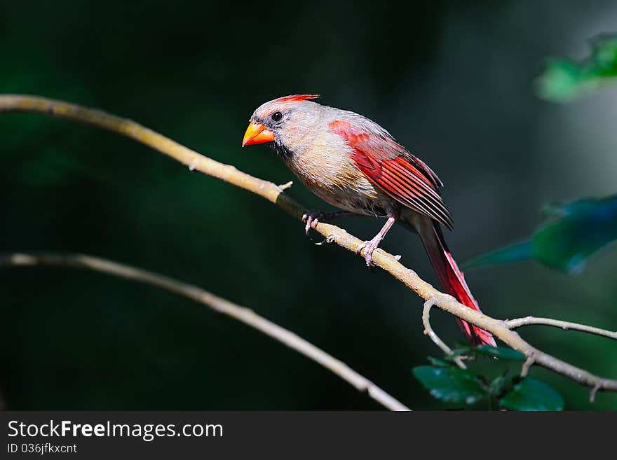 Northern Cardinal Perched On Branch