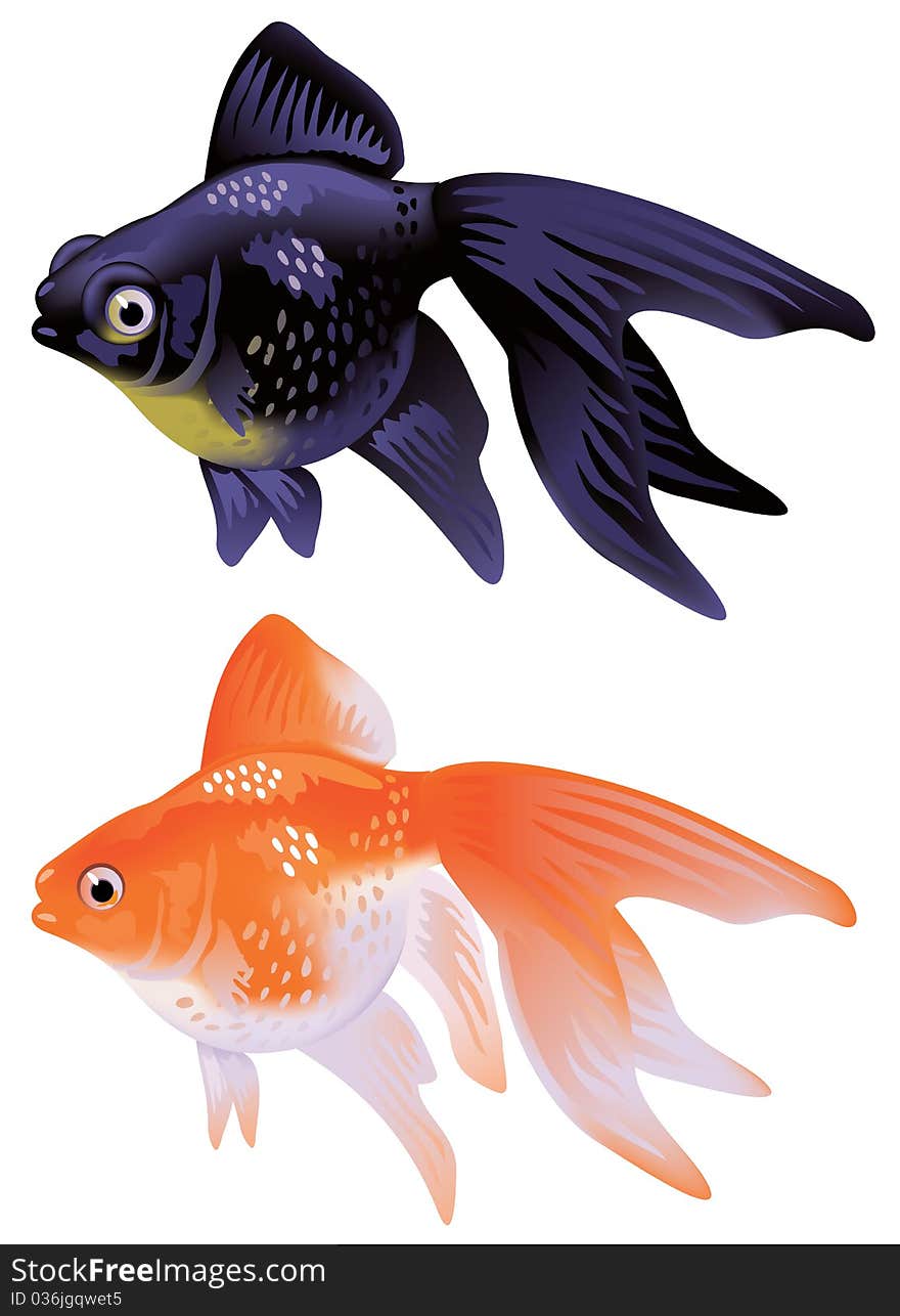 Aquarium Goldfish Telescop and veiltail. Naturalistic vector illustration.