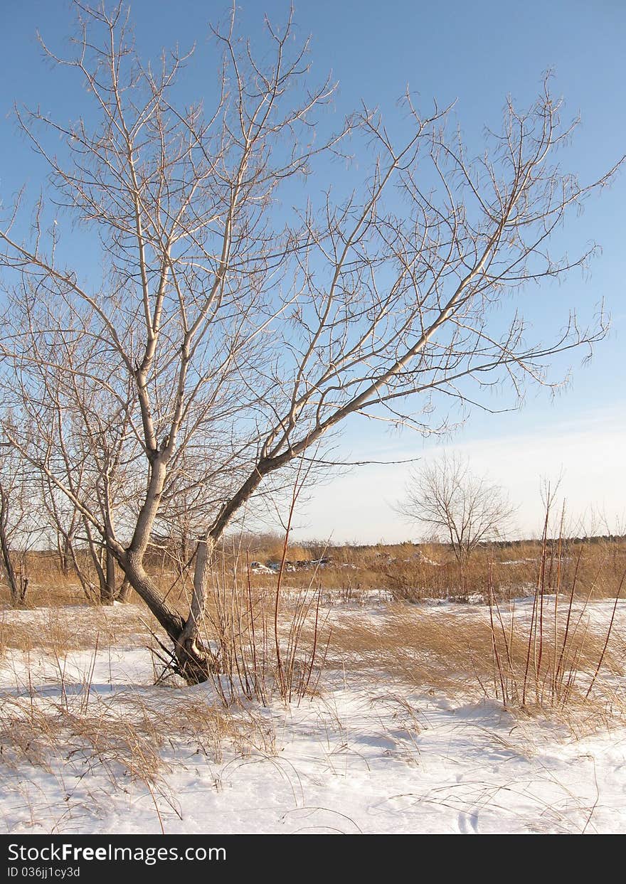 Alone tree on the winter meadow