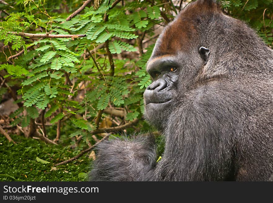 Lowland Gorilla