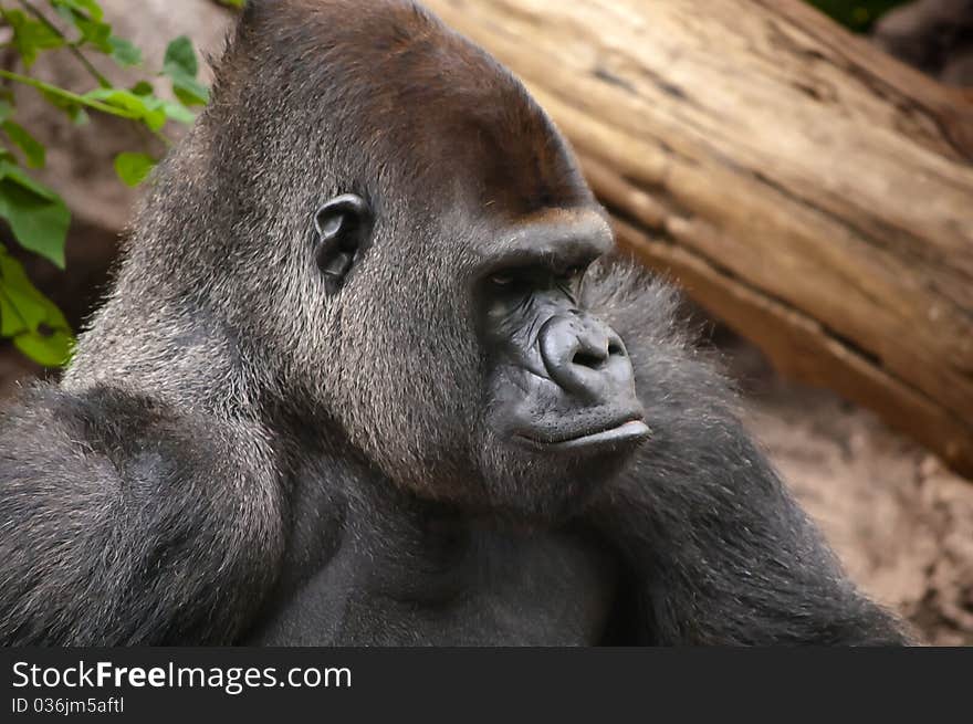 Lowland Gorilla