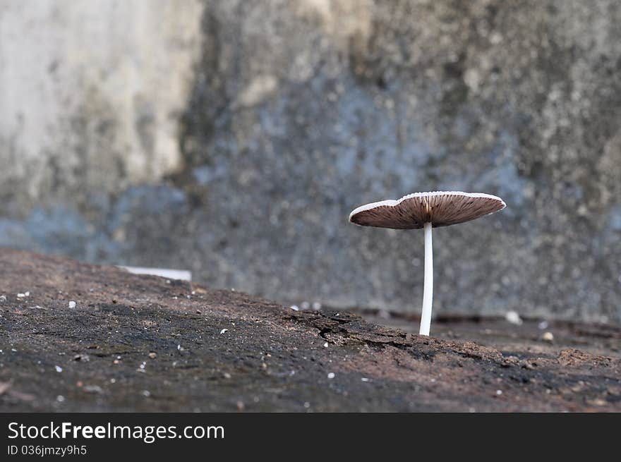 Mushroom growing in old wood