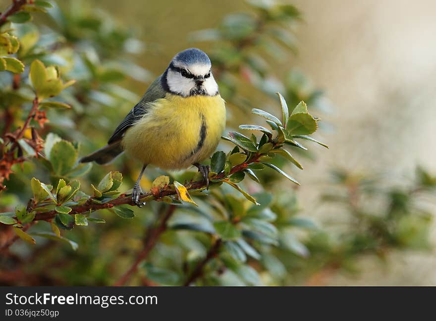 A bluetit on a twig looking into the camera against a leafy background. A bluetit on a twig looking into the camera against a leafy background.