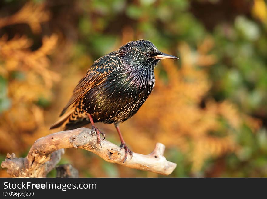 View of a starling against a colourful background. View of a starling against a colourful background.