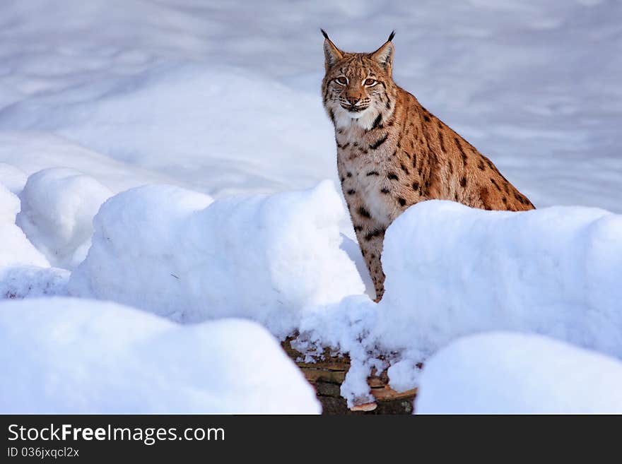 Lynx in the Bavarian Forest in Germany in the winter environment