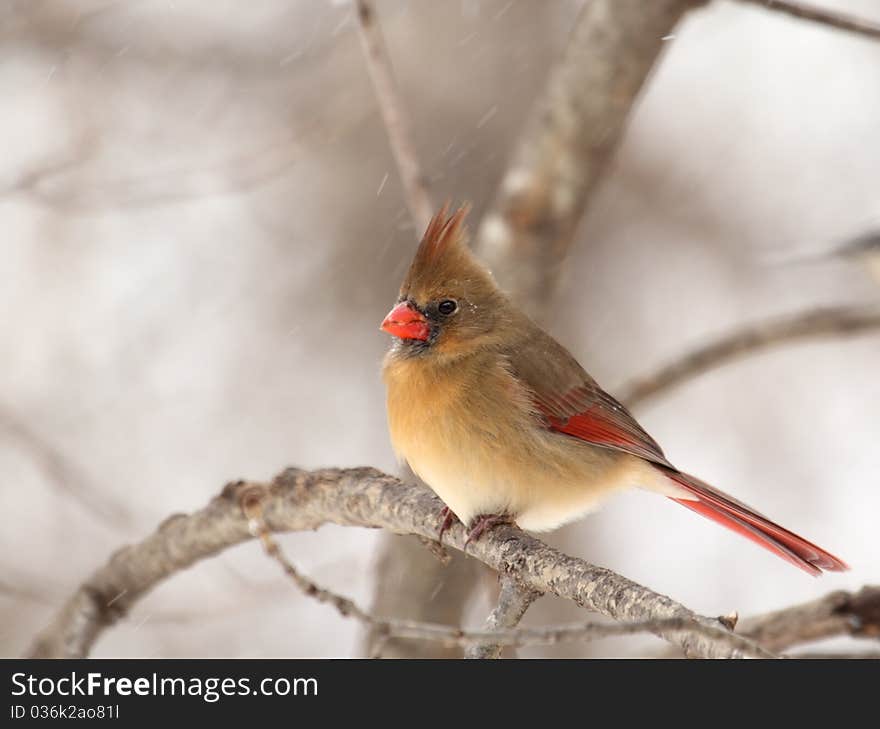 Northern Cardinal, Cardinalis Cardinalis