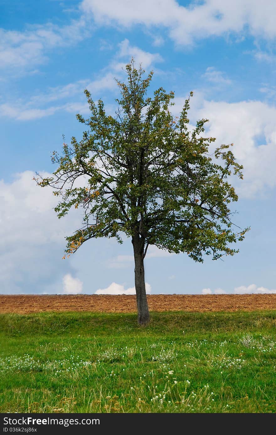 Bright colorful beautiful tree with green grass and blue sky. Bright colorful beautiful tree with green grass and blue sky