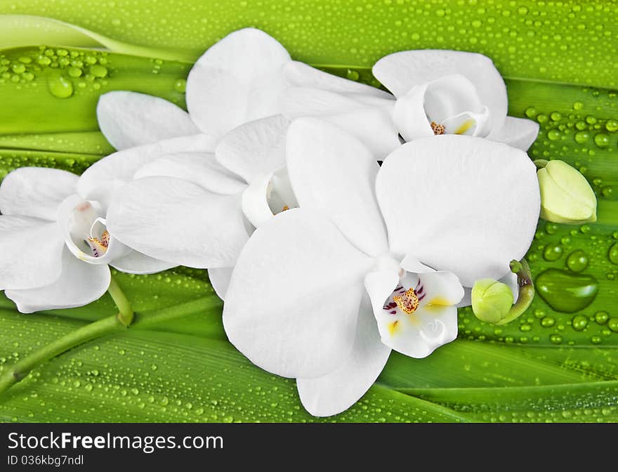 White orchid and dewy leaves