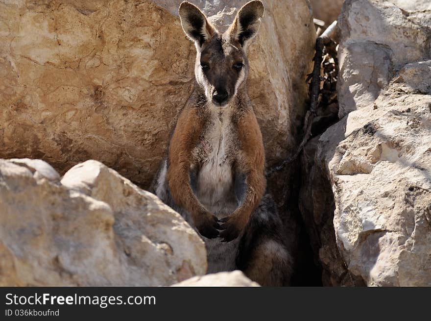 A wallaby in australia on a dry area.