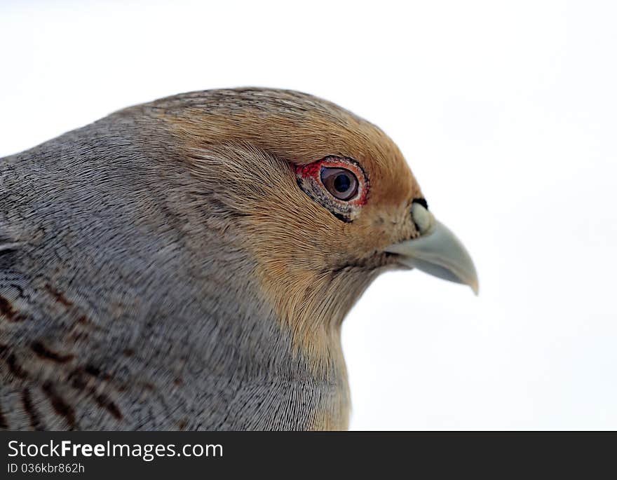 Variegated fins partridge is a wild protect birds