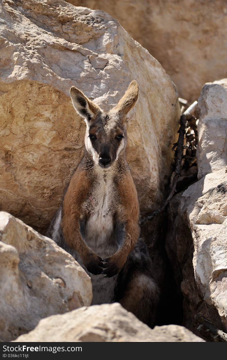 A wallaby in australia on a dry area.