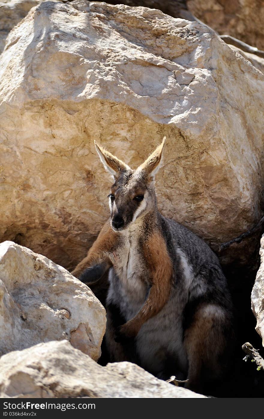 A wallaby in australia on a dry area.