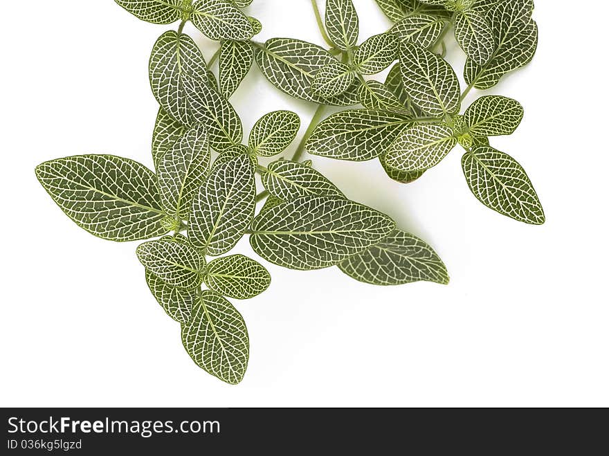 Nerve Plant also known as Fittonia, Fitonia or Mosaic plant, over white background. Scientific name: Fittonia verschaffeltii, var. argyroneura