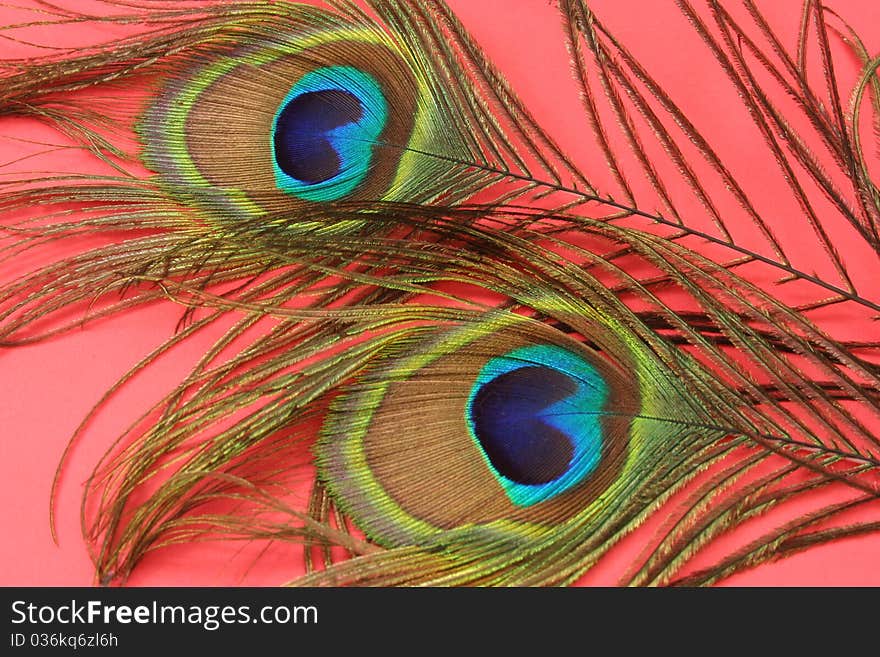 The two peacock feathers on a red background