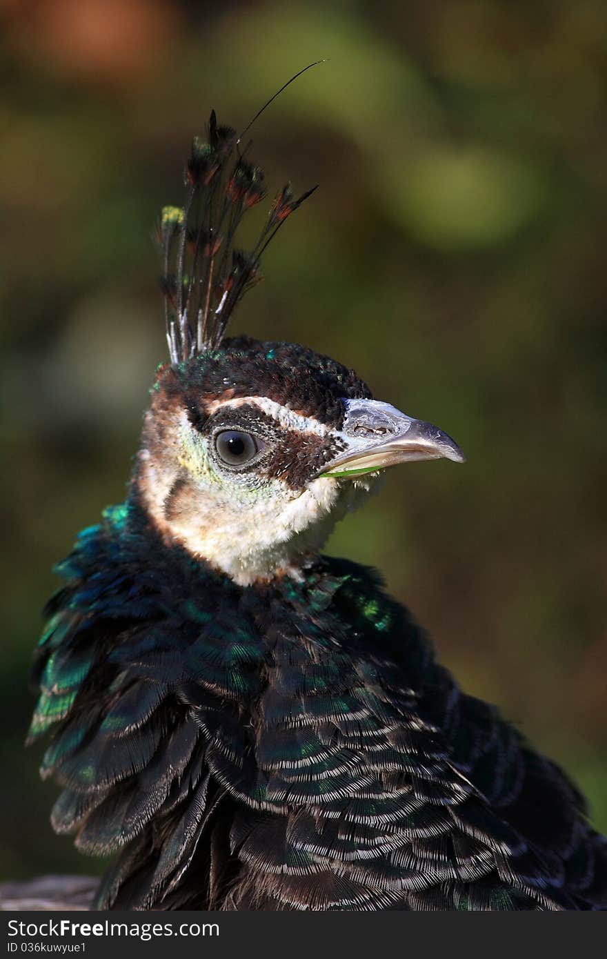 Peacock crown