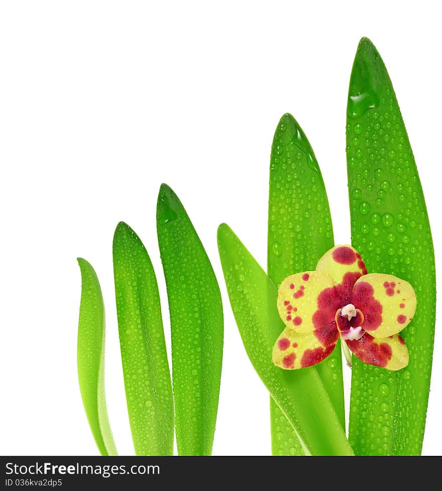 Orchid and leaves isolated on white