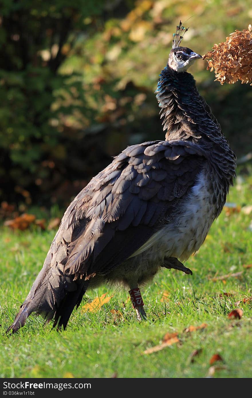 Peacock crown