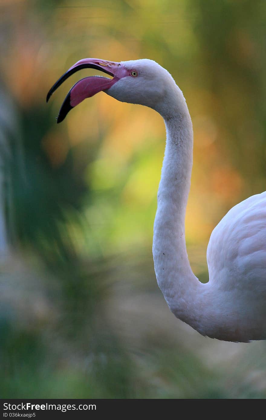 Pink Flamengo