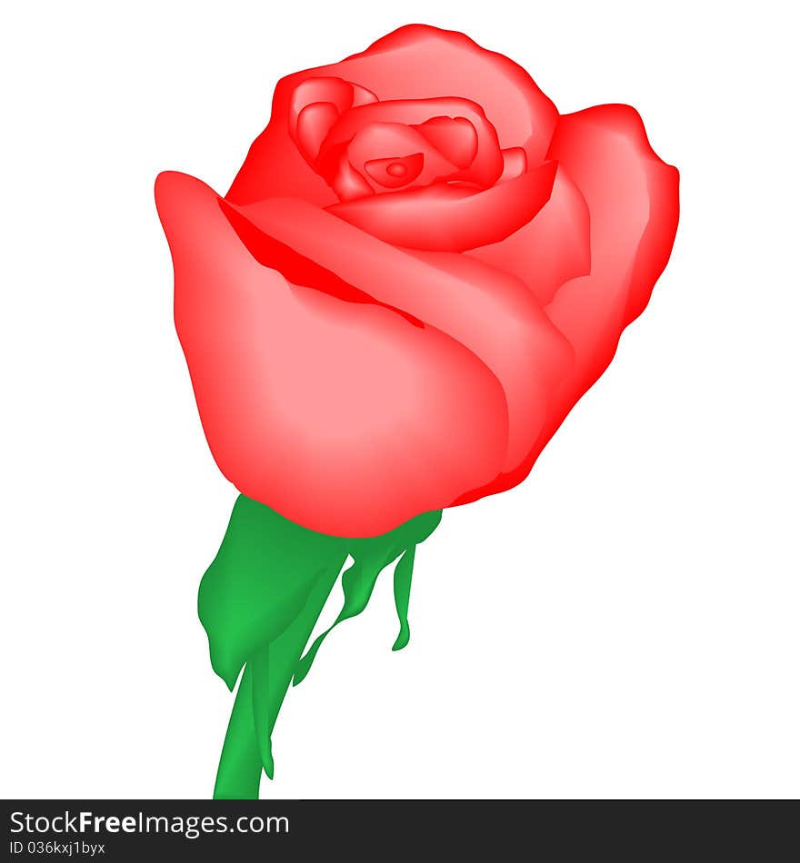 Watercolor bright red rose on white background, vector illustration, eps10