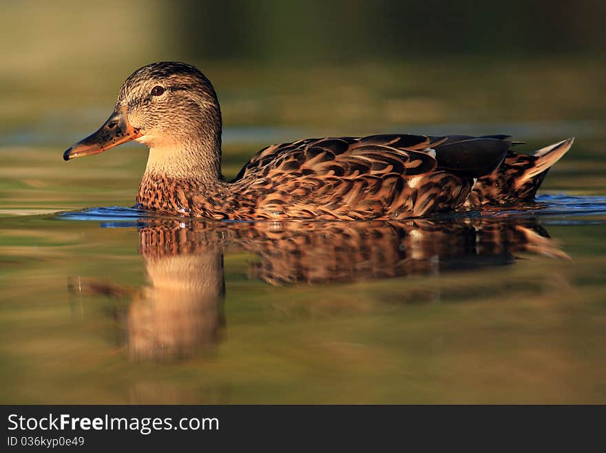 Mallard