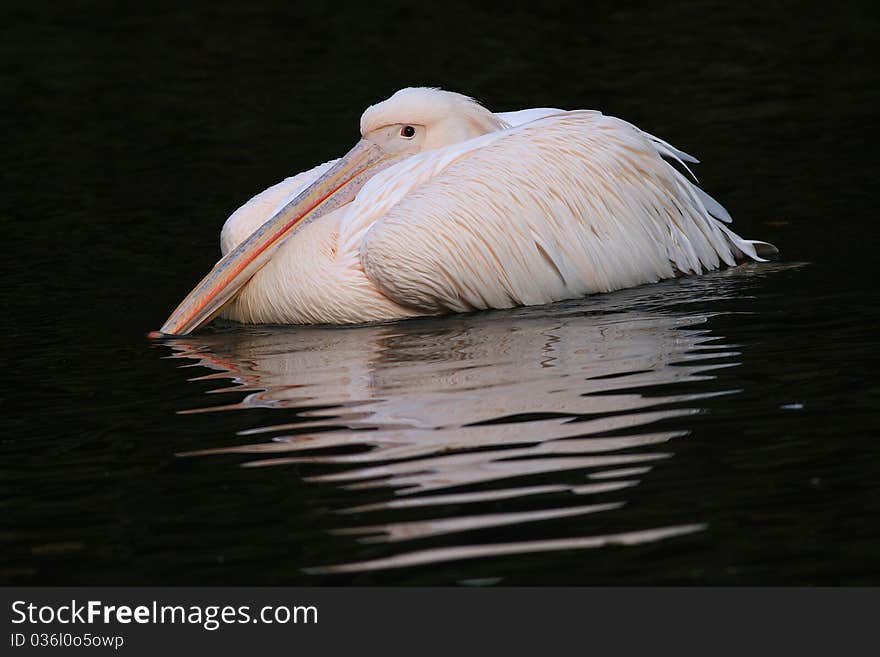 Pelican pink solitary living at the zoo. Pelican pink solitary living at the zoo