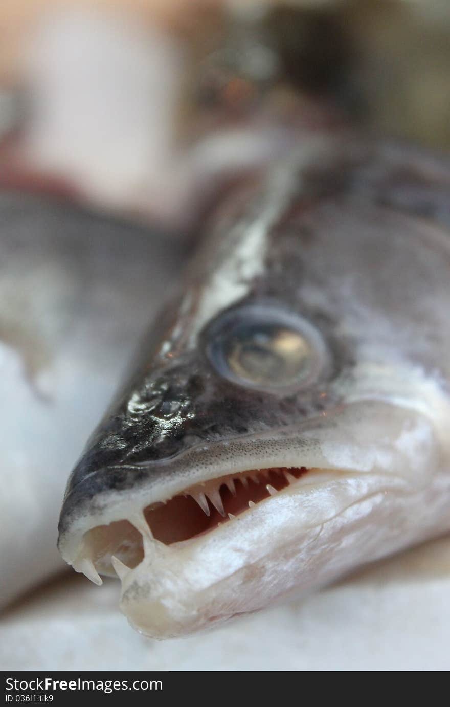 Perch mouth and teeth close up