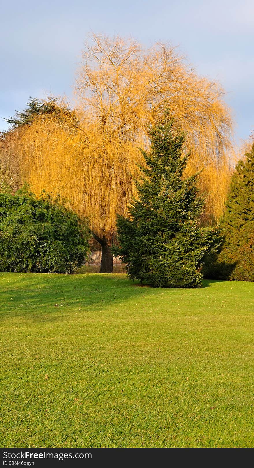 Garden trees