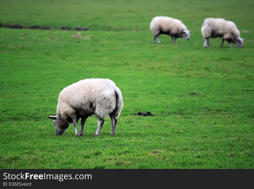 Photo of green field with sheeps