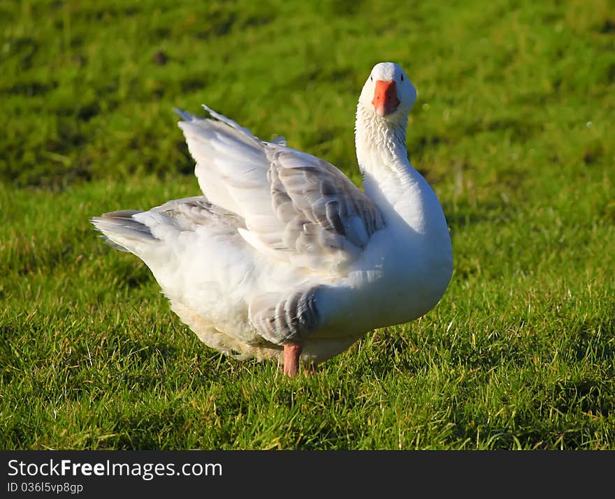 Photo of white goose of the field