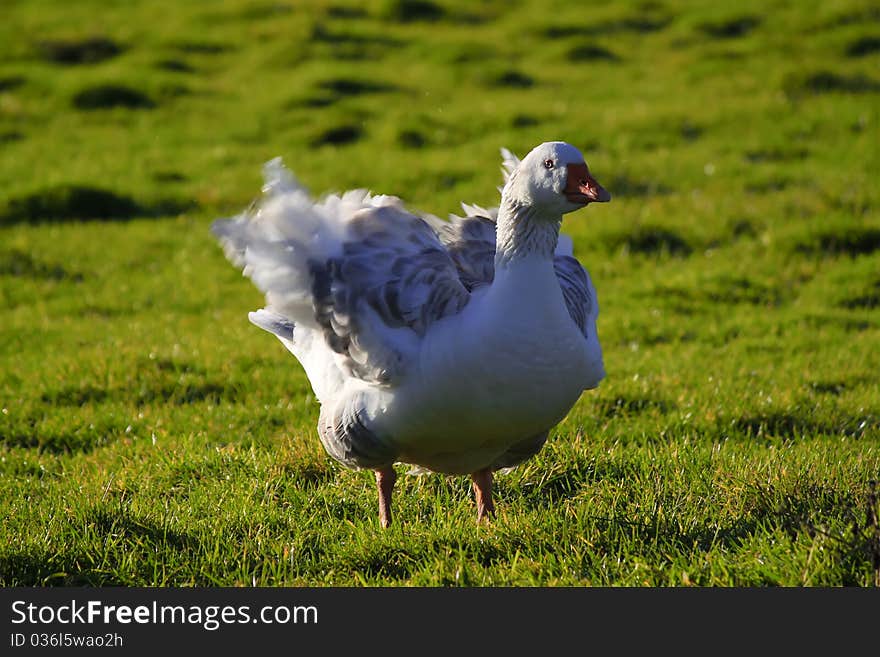 Photo of white goose of the field