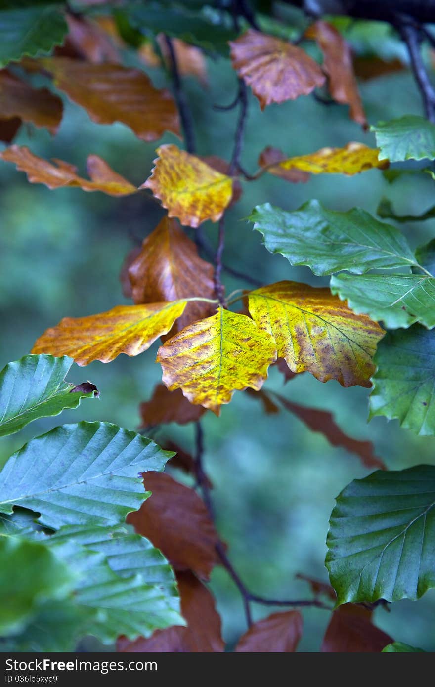 Autumnal foliage of a beech. Autumnal foliage of a beech