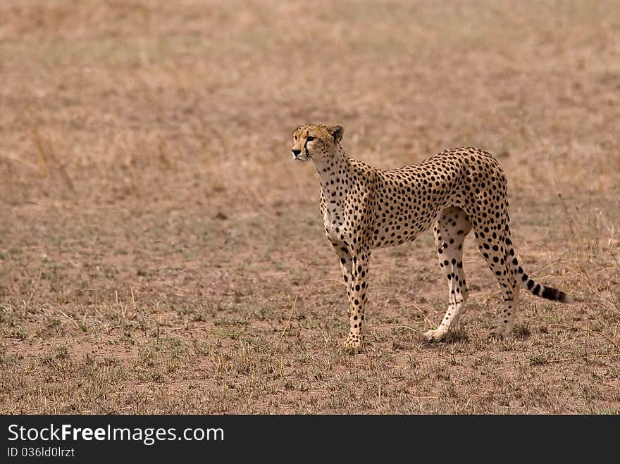 Cheetah at Serengeti Park Tanzania