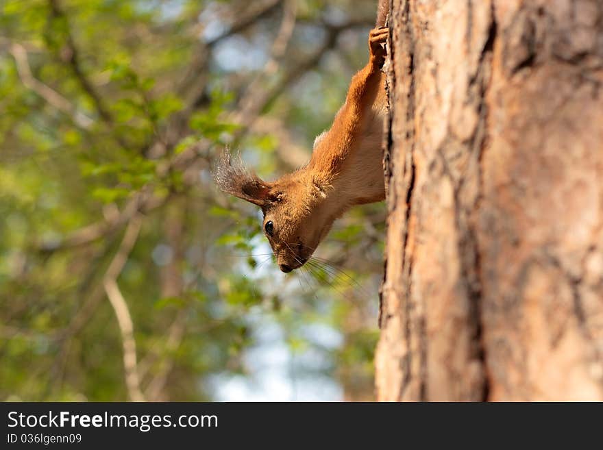 Red squirrel on trunk of tree. Summer 2010. Red squirrel on trunk of tree. Summer 2010.