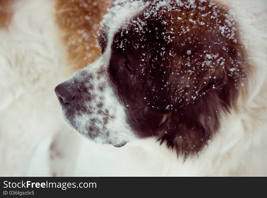 Large dog's muzzle under snow. Large dog's muzzle under snow