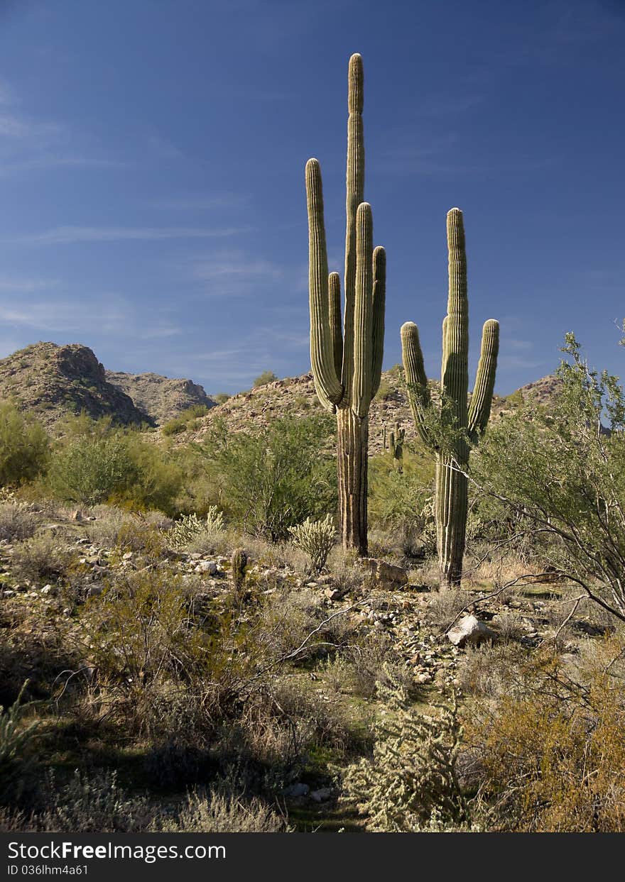 Desert Scene