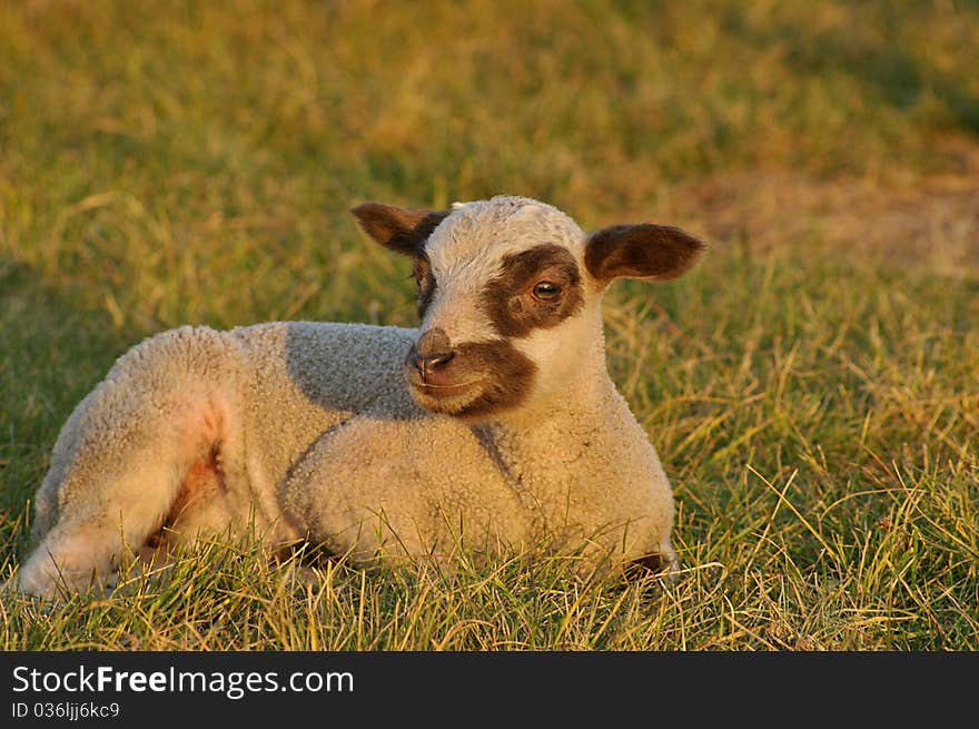 Little Lamb