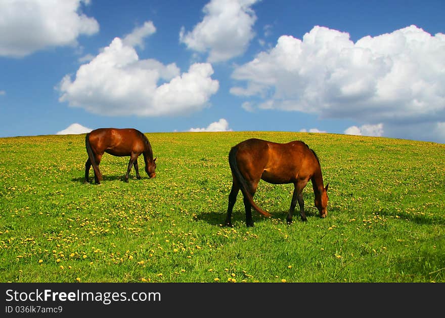 Two horses and meadow with dandelions