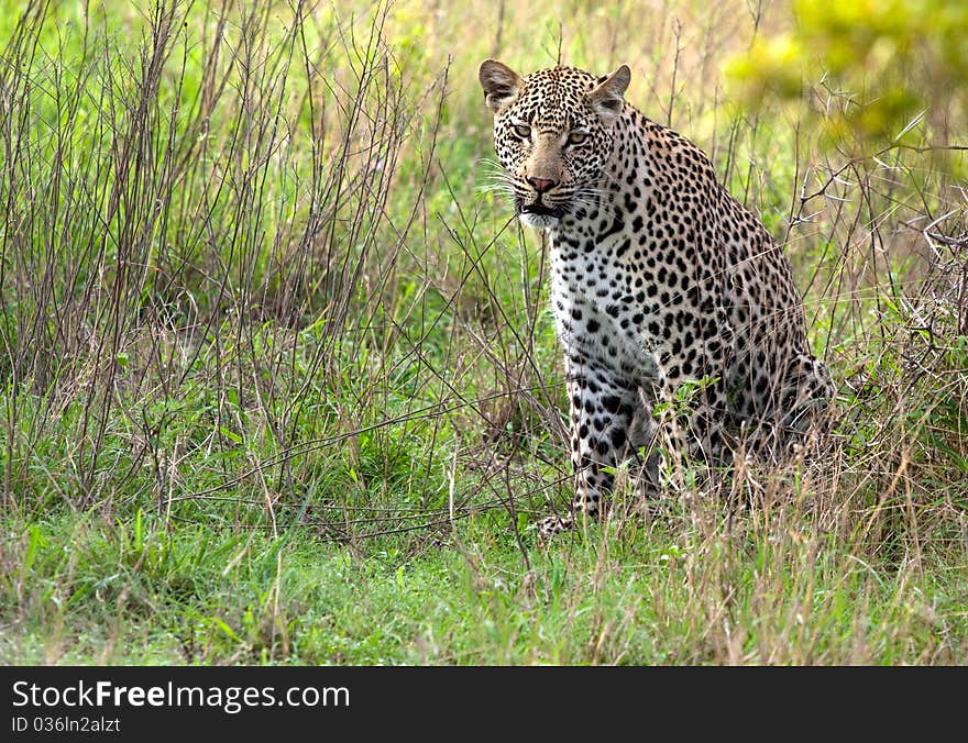 Adult male leopard sitting in green grass in Sabi Sand nature reserve, South Africa. Adult male leopard sitting in green grass in Sabi Sand nature reserve, South Africa