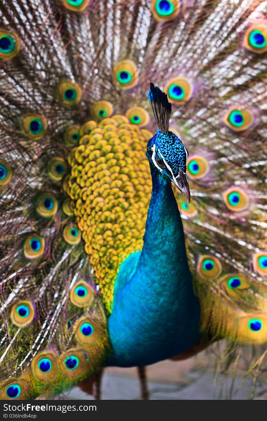 Indian Peacock Bird Proudly Showing His Feathers