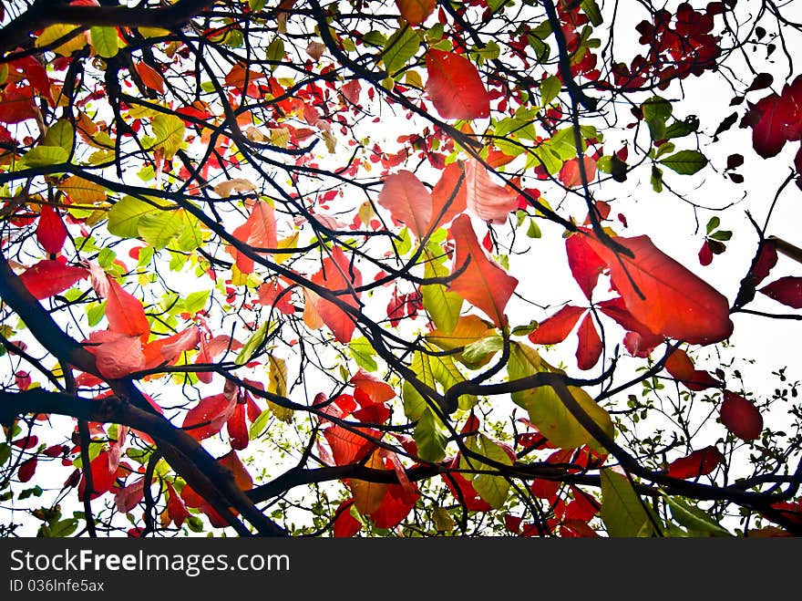 A tree with multicolored leaf. A tree with multicolored leaf