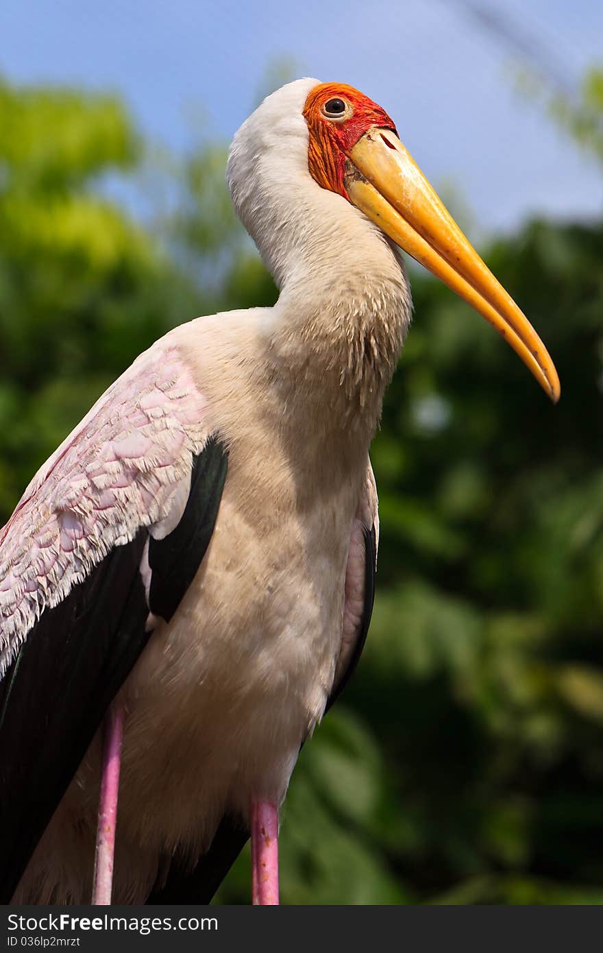 Close up of a painted stork