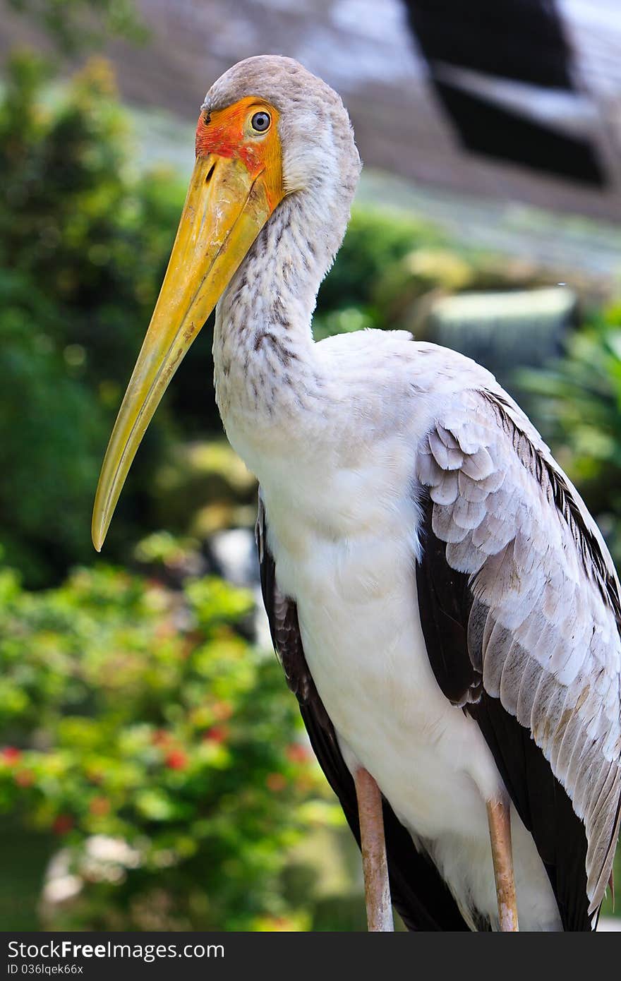 Close up of a painted stork